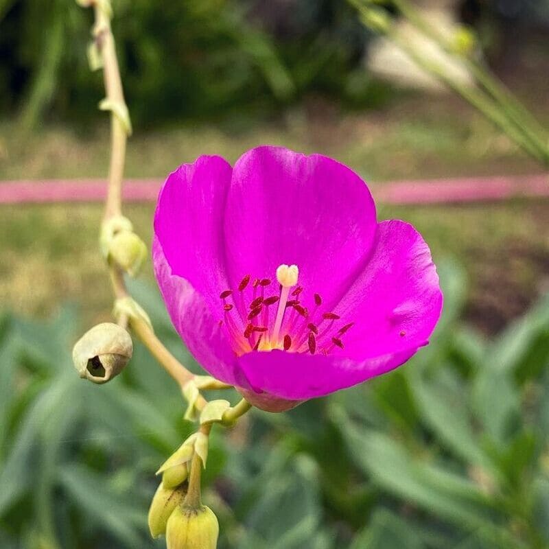 Calandrinia spectabilis