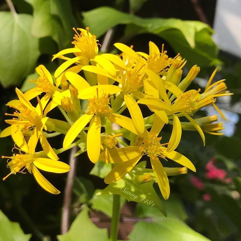 5 Plantas Trepadeiras com Flores para cultivar em Vasos