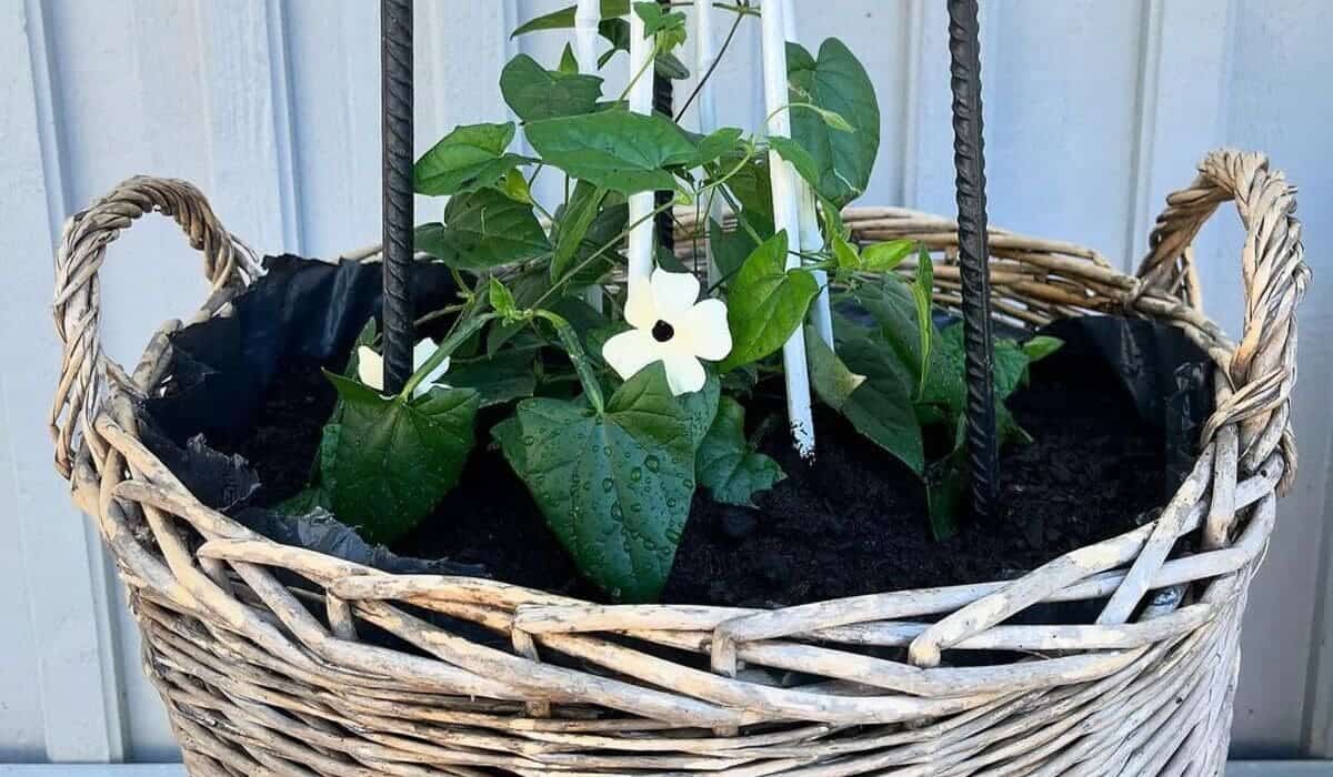 plantas trepadeiras para vasos