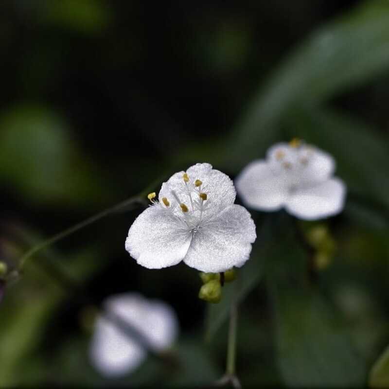 Véu-de-noiva (Gibasis pellucida): características, significados e dicas para o cultivo.