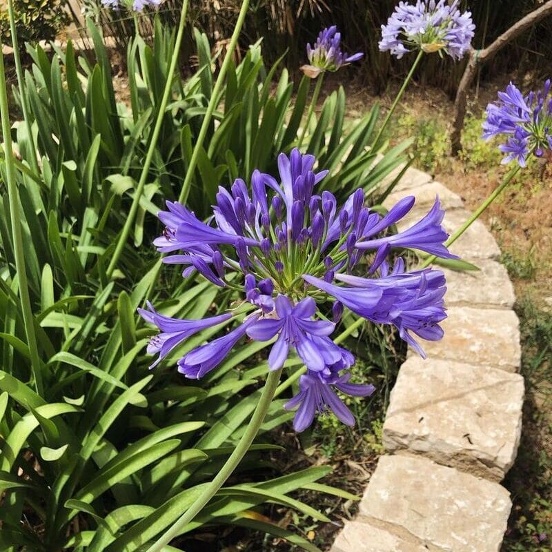 Agapanto: como cuidar da flor africana que traz um toque exótico aos jardins