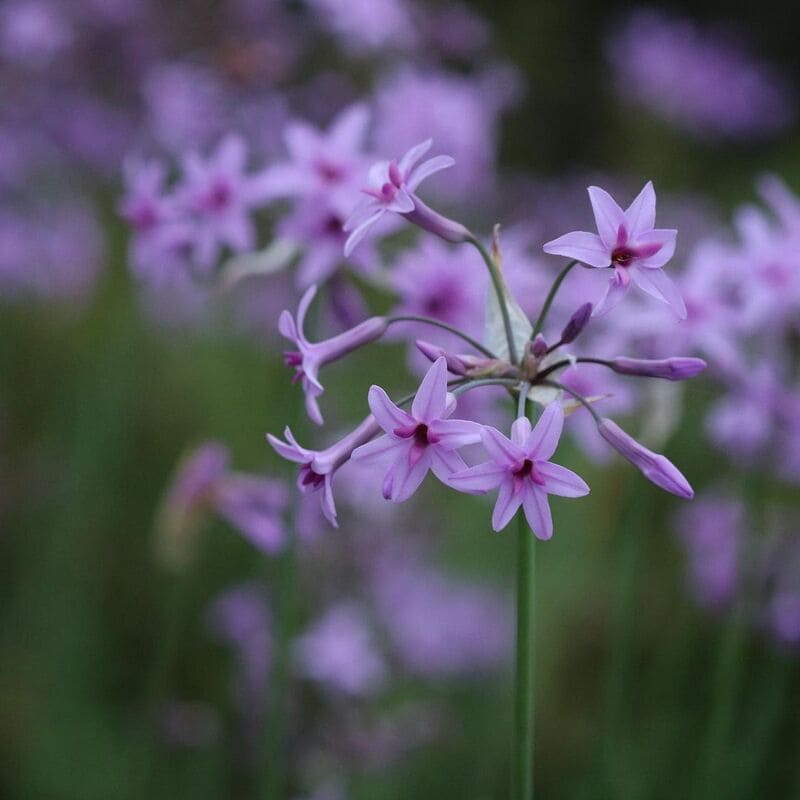 Descubra os Segredos do Alho Social (Tulbaghia violacea): Beleza, Aroma e Uso Medicinal