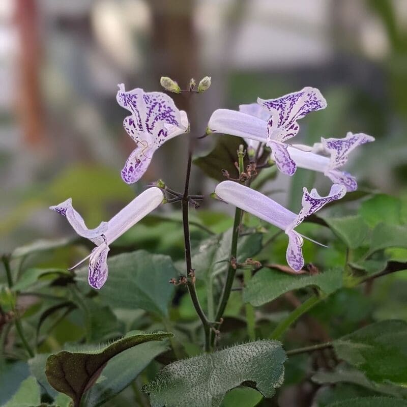 Plectranthus 