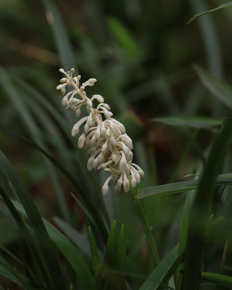 Barba de Serpente: Ophiopogon jaburan – Cuidando do Elegante Tapete Verde no Seu Jardim