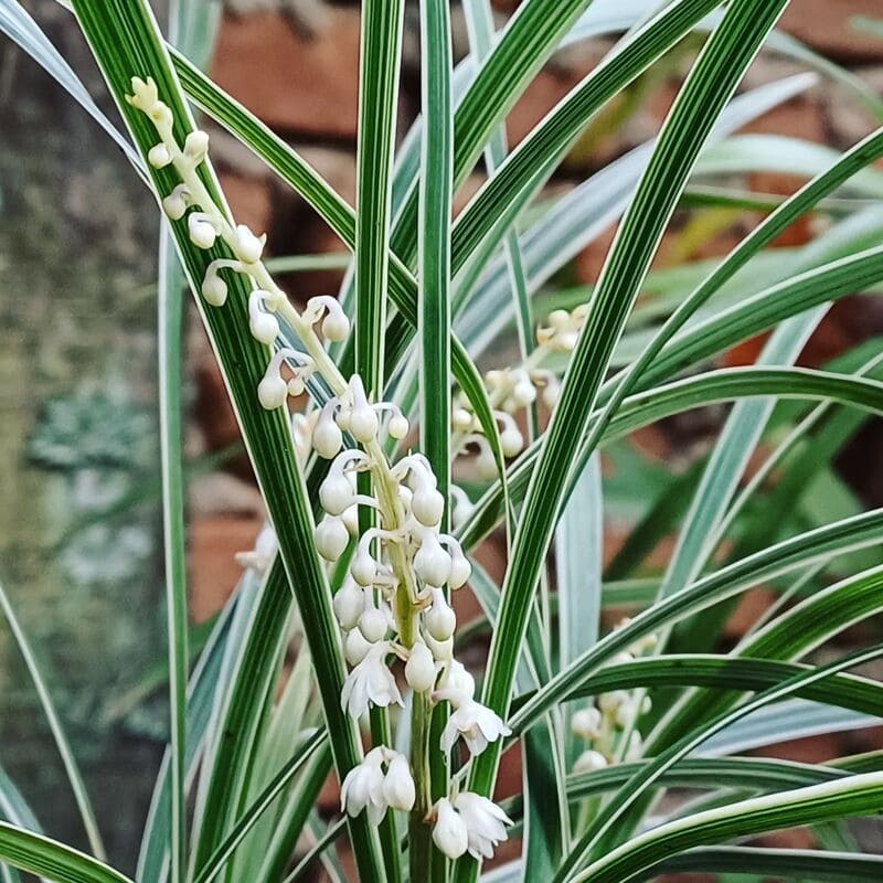 Barba de Serpente: Ophiopogon jaburan – Cuidando do Elegante Tapete Verde no Seu Jardim