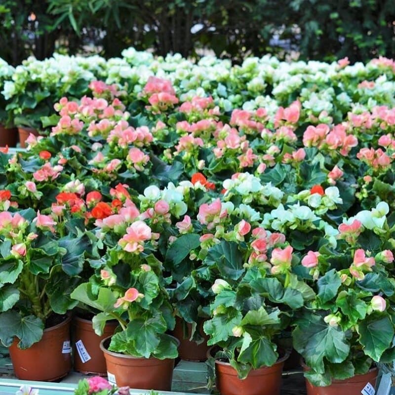 Begonia Elatior: guia completo para cuidar dessa planta ornamental encantadora