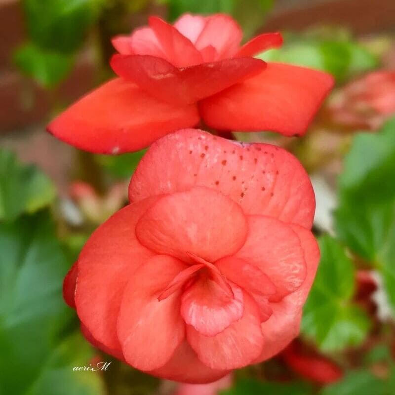 Begonia Elatior: guia completo para cuidar dessa planta ornamental encantadora