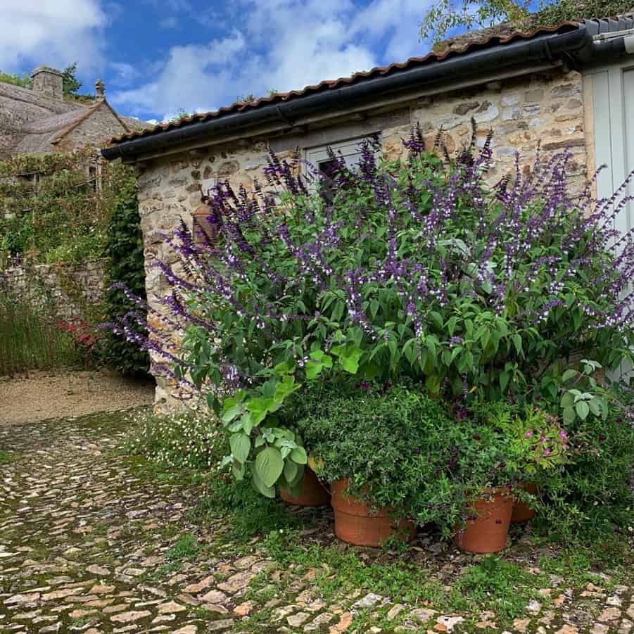 Plectranthus: Guia Completo de Cultivo e Manutenção da Versátil Planta de Jardim