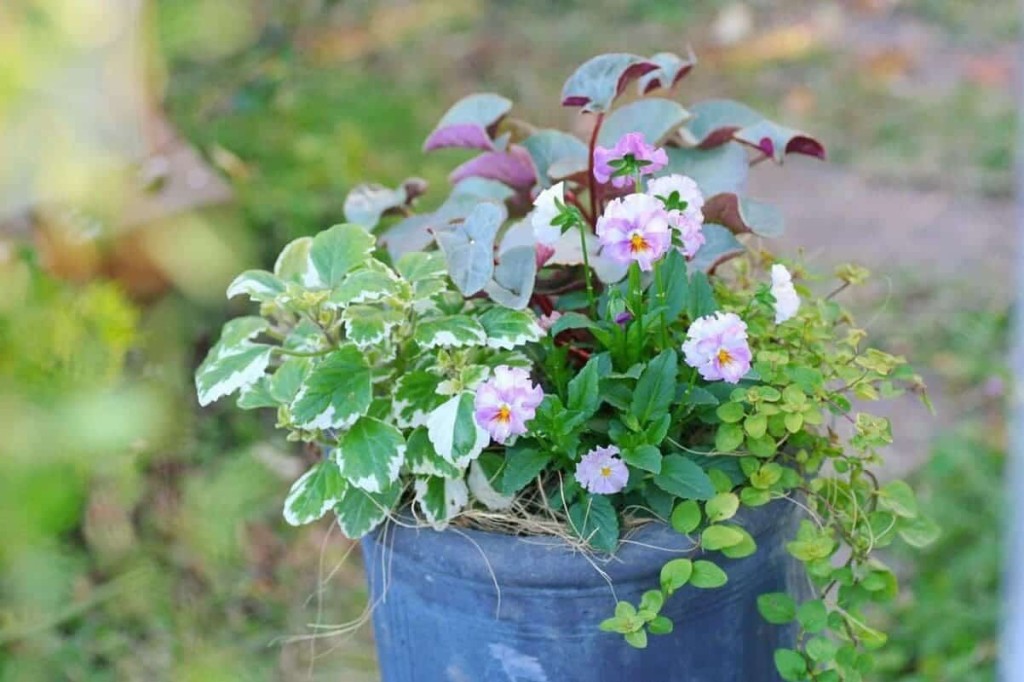 boldinho - Plectranthus