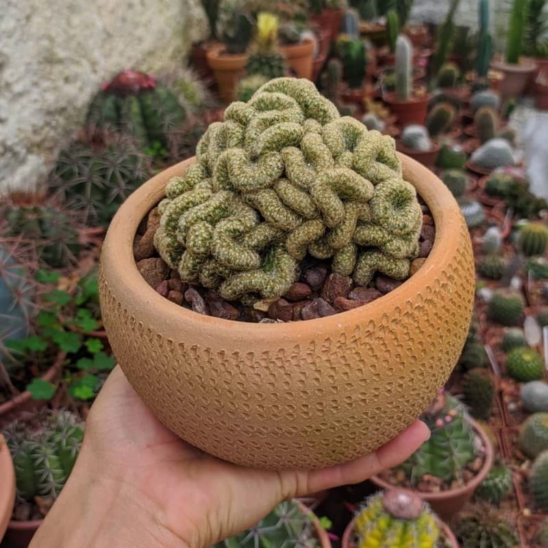 Conheça o Intrigante Cacto Cérebro: Cuidados e Curiosidades sobre a Mammillaria elongata