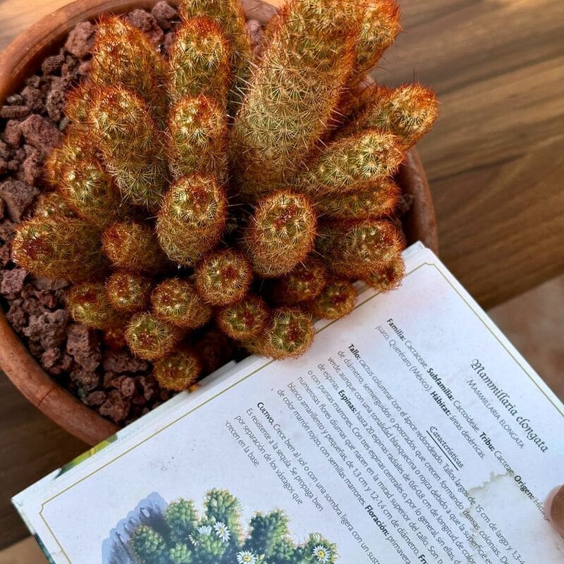 Cacto dedo-de-dama (Mammillaria elongata): como cuidar da espécie com flores delicadas