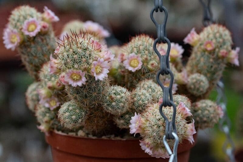 Cacto dedo-de-dama (Mammillaria elongata): como cuidar da espécie com flores delicadas