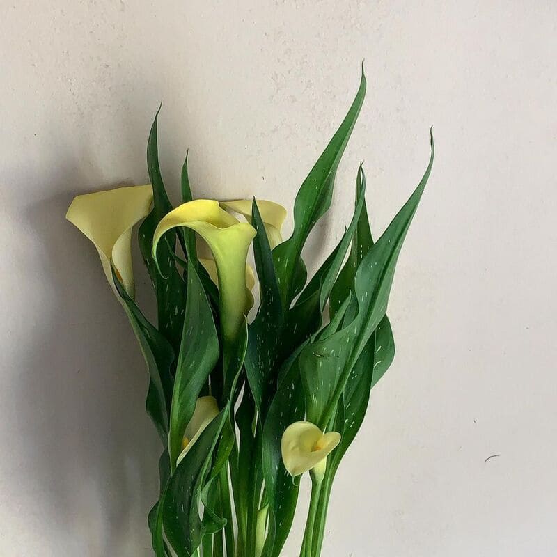 calla 2