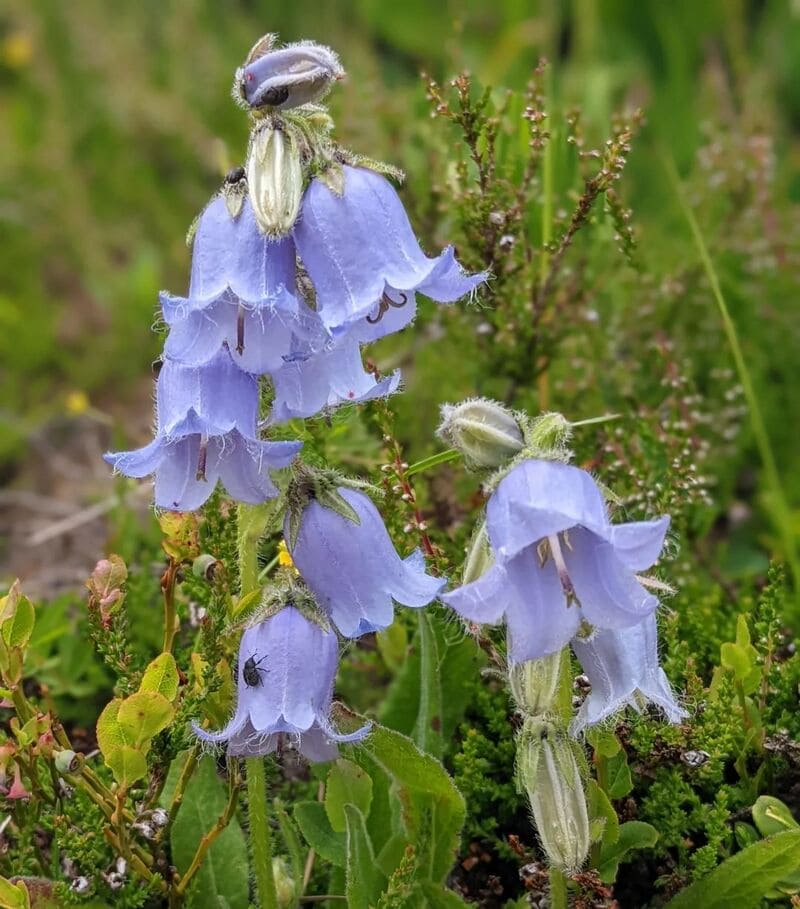 campanula 2