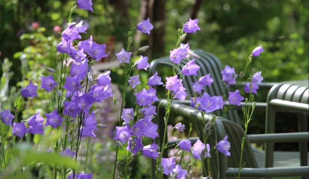 Campânula: Beleza Delicada e Cuidados Essenciais para um Jardim Encantador