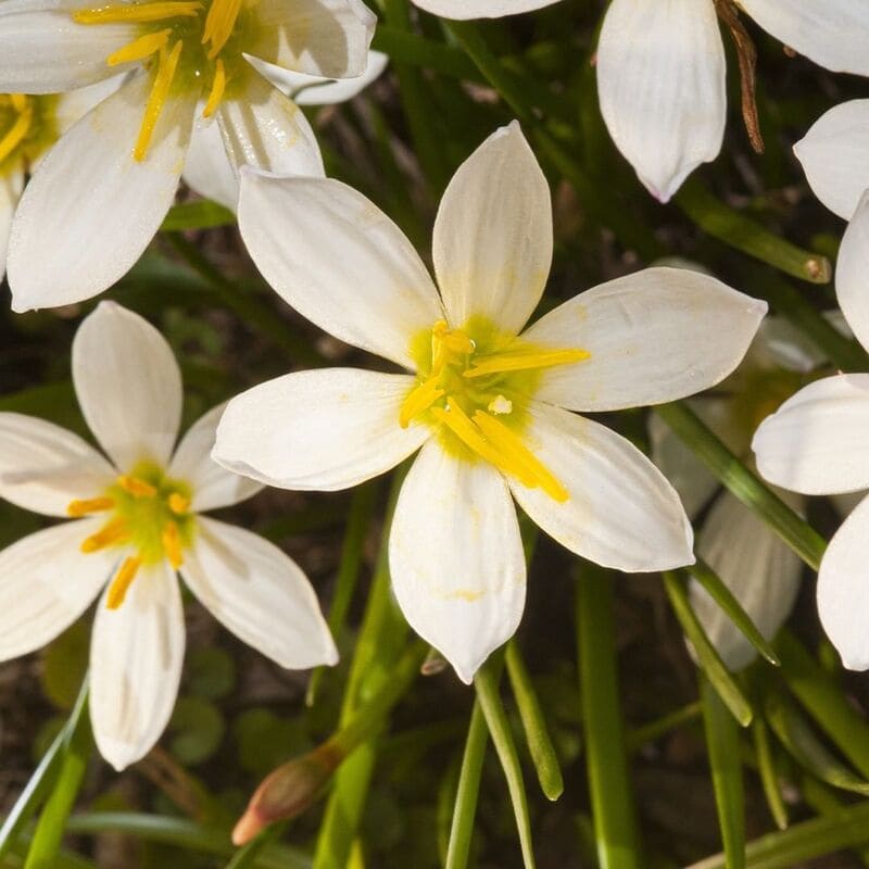 Aprenda como cuidar de lírios e transforme sua casa em um jardim florido.