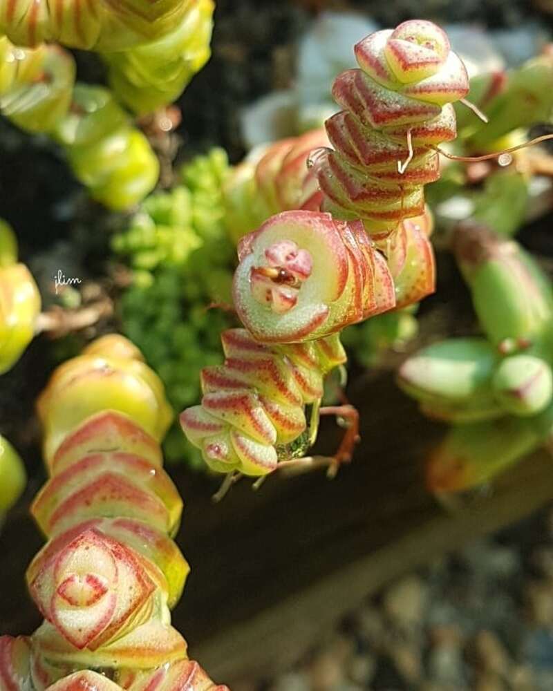 crassula m 1