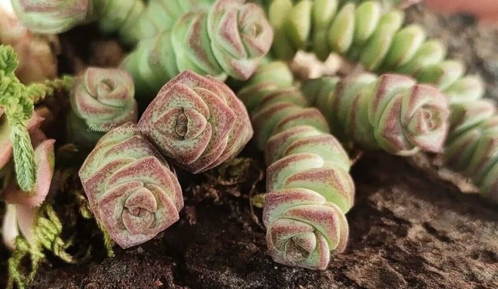 Crassula marnierana