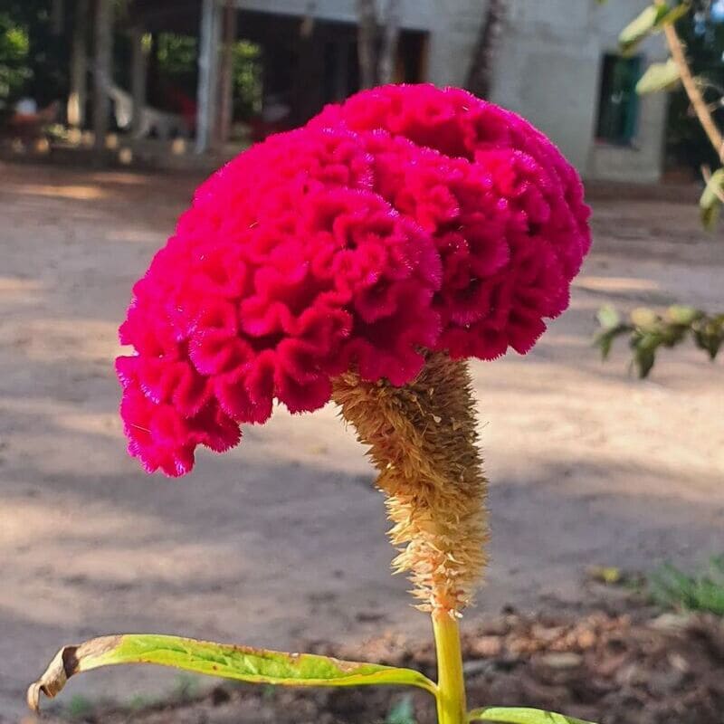 Crista-de-Galo (Celosia argentea): a flor vibrante e durável para o seu jardim