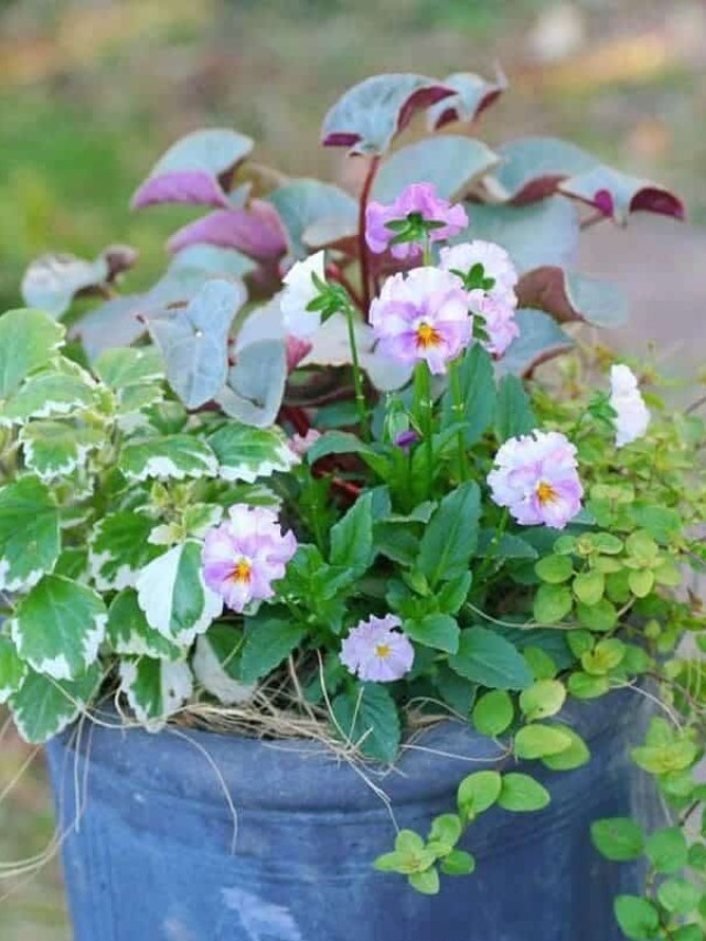 boldinho - Plectranthus