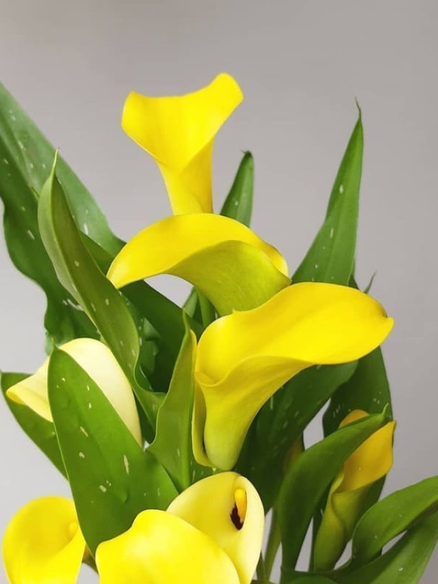 cropped-calla-1.jpg