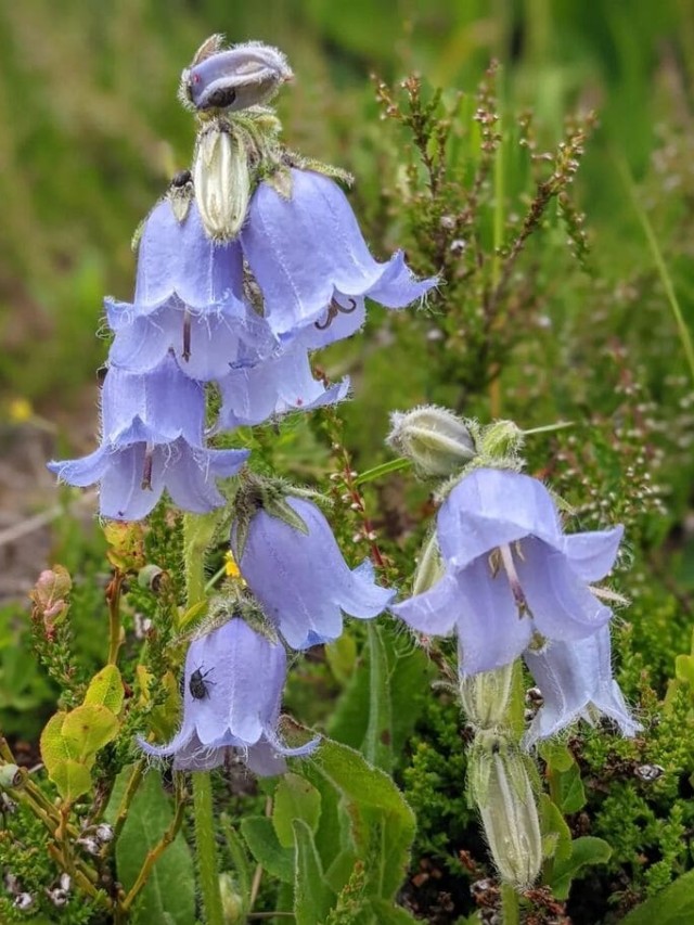 cropped-campanula-2.jpg