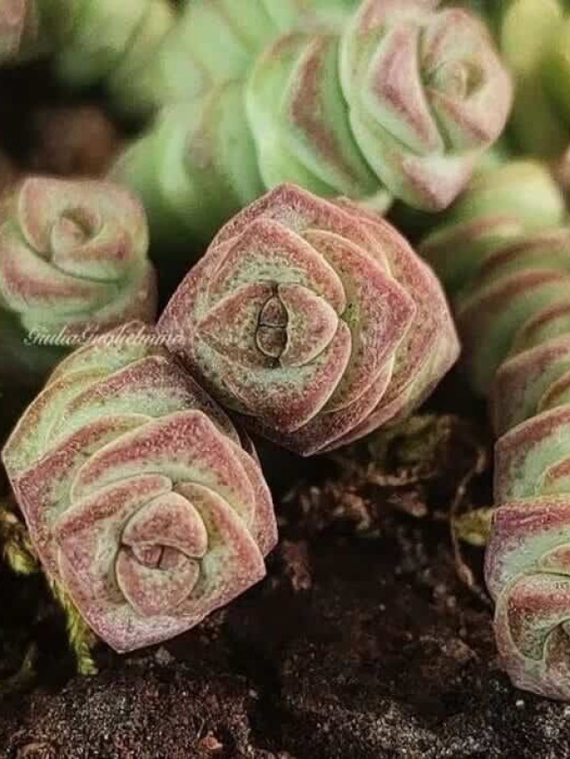 Crassula marnierana