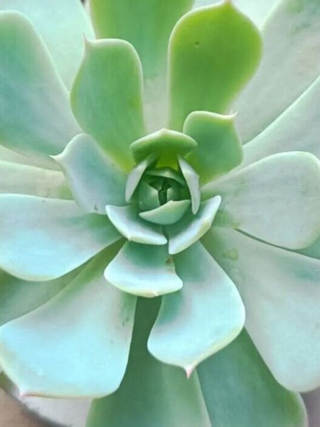 echeveria elegans