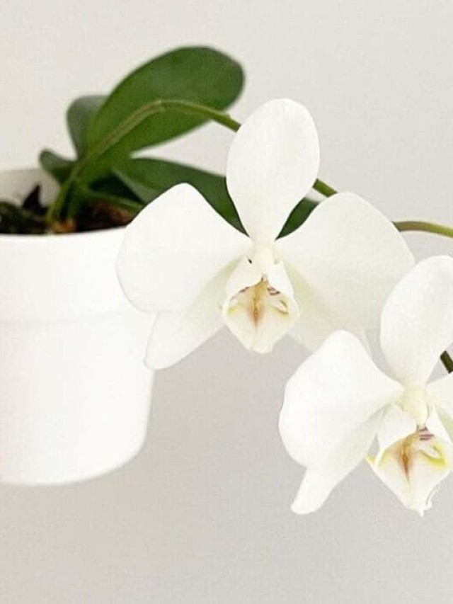 Phalaenopsis Aphrodite