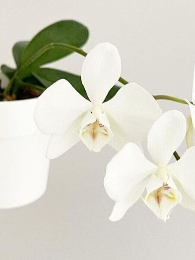 Phalaenopsis Aphrodite