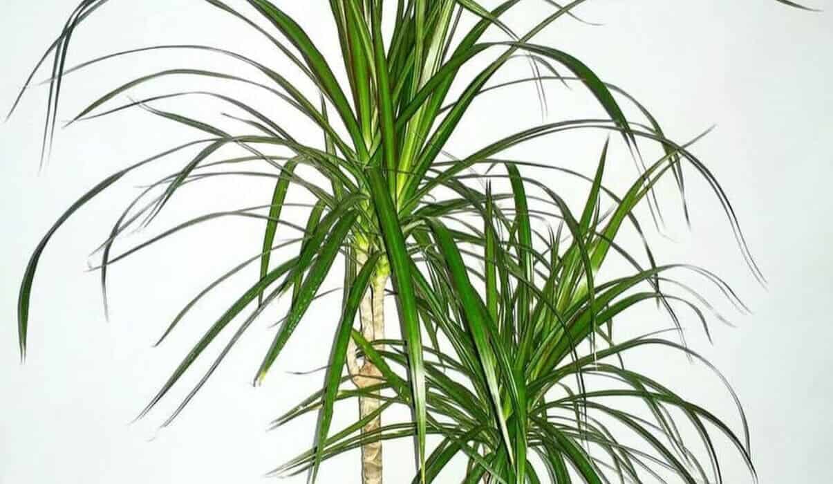 dracena margarinata