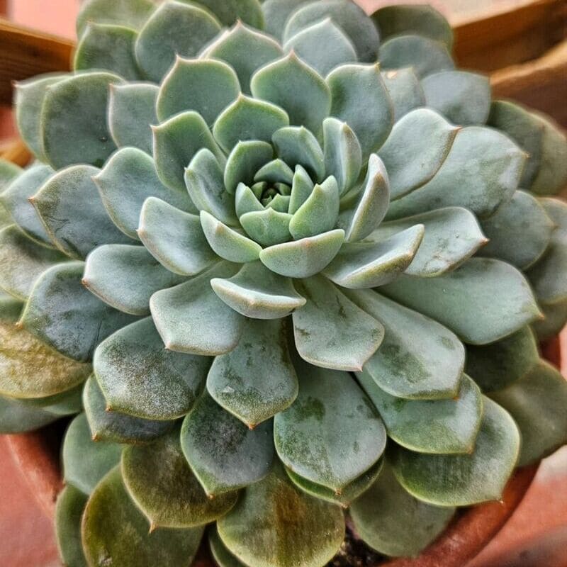 Echeveria elegans: tudo sobre a suculenta conhecida por Bola-de-Neve-Mexicana;