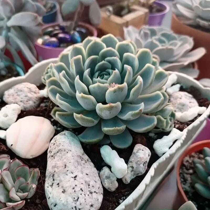 Echeveria elegans: tudo sobre a suculenta conhecida por Bola-de-Neve-Mexicana;