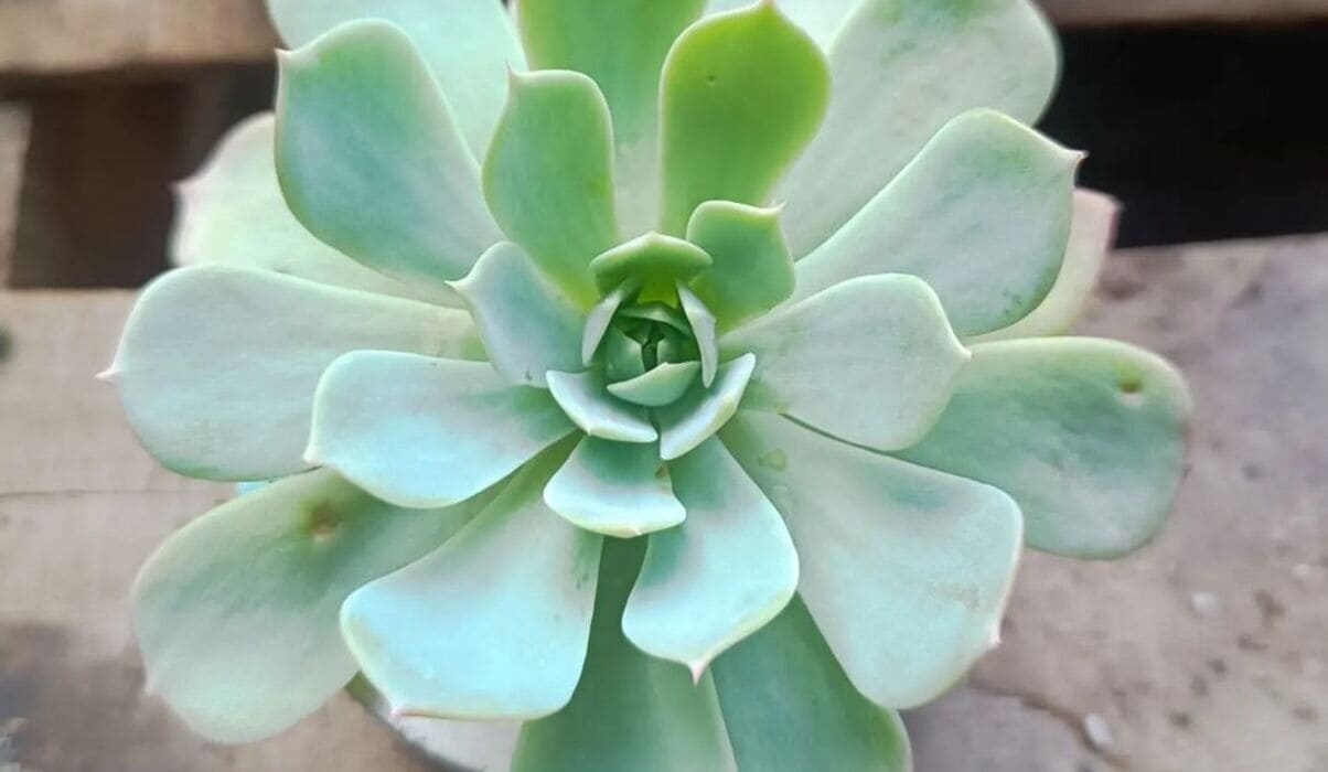 echeveria elegans