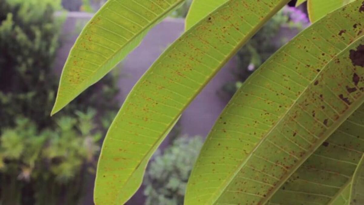 ferrugem nas plantas