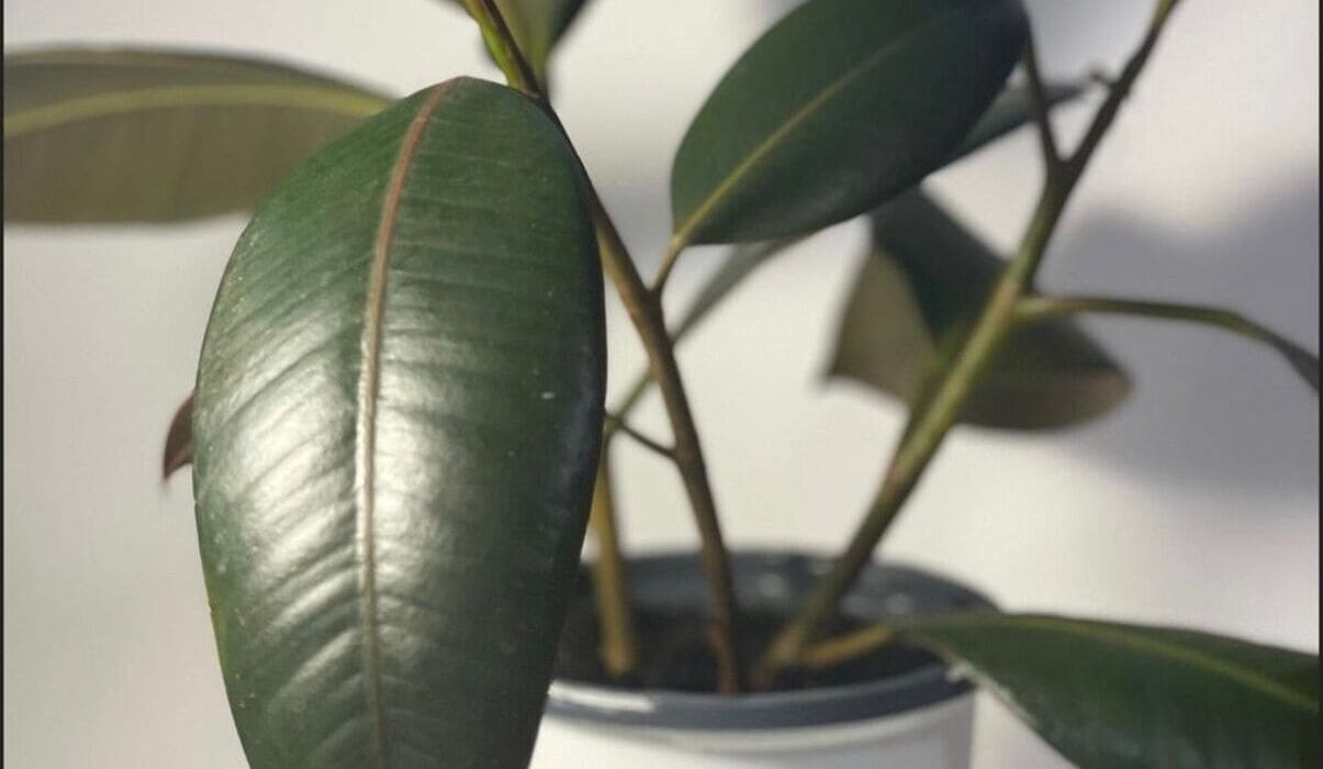 ficus elastica