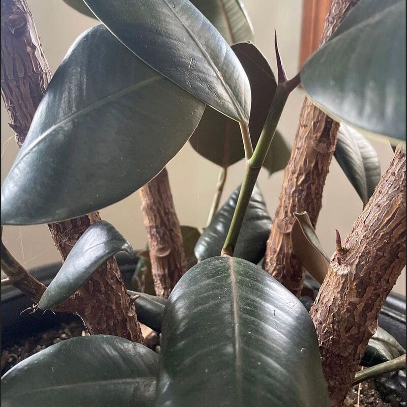 ficus elastica 2