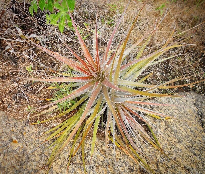 Macambira (Bromelia laciniosa): Dicas Essenciais para Cultivo e Manutenção