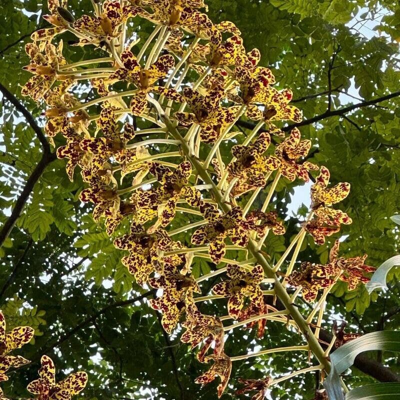 Conheça a Maior Orquídea do Mundo: A Majestosa Grammatophyllum Speciosum