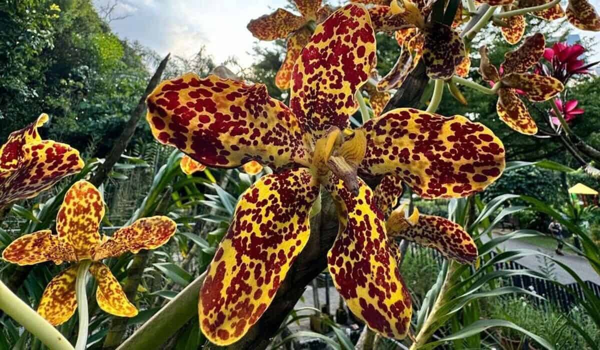 maior orquidea do mundo - Grammatophyllum Speciosum