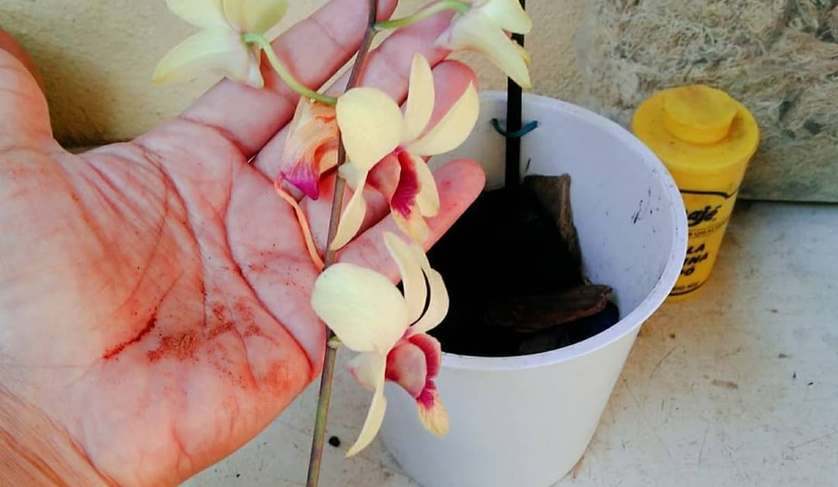 Como fazer muda de orquídea: passo a passo simples para ter mais flores em casa