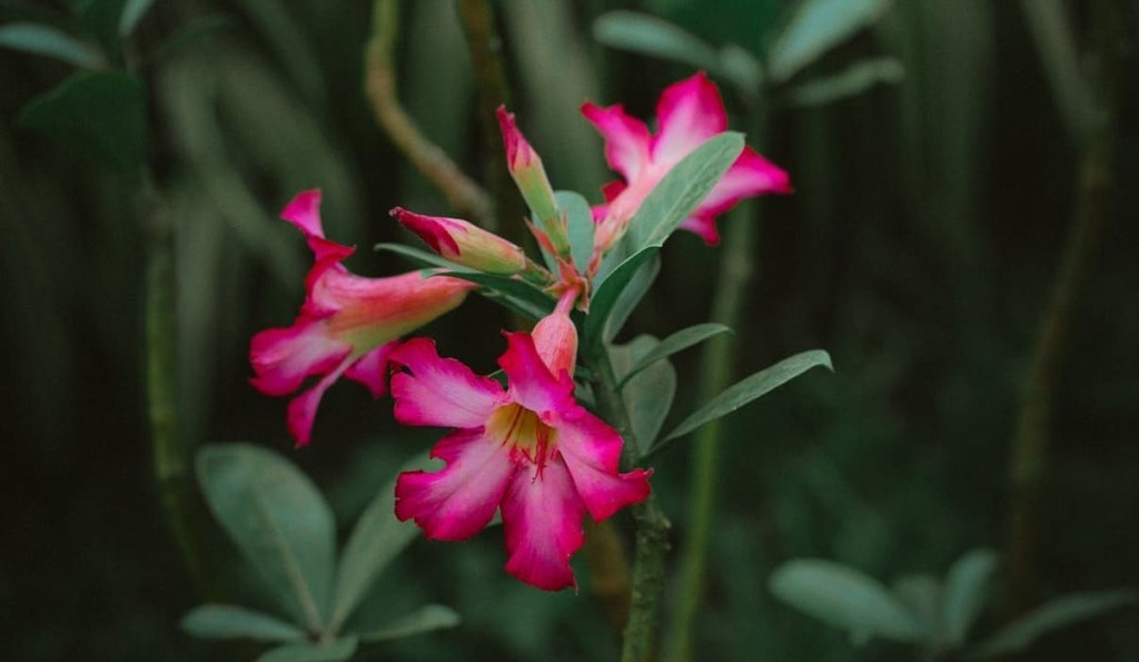 rosa do deserto