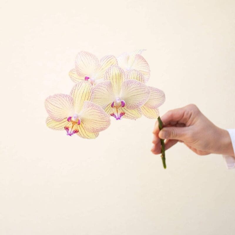 Phalaenopsis Aphrodite: como cultivar a encantadora orquídea que evoca deusa do amor