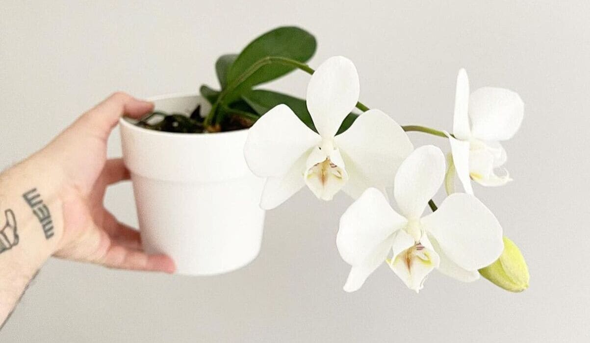 Phalaenopsis Aphrodite