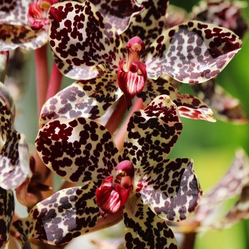 orquidea tigre 1