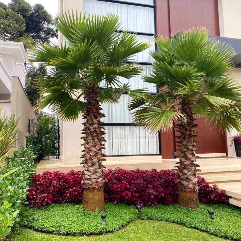 Palmeira Washingtonia: Como Cuidar da Planta Ideal para Jardins Tropicais