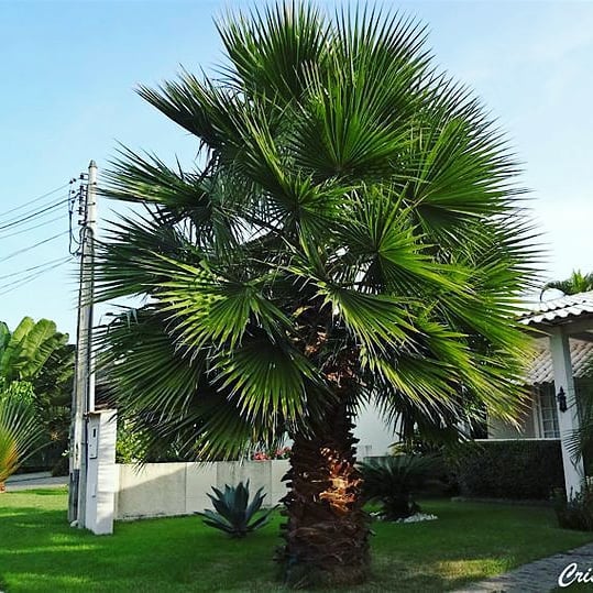 Palmeira Washingtonia: Como Cuidar da Planta Ideal para Jardins Tropicais