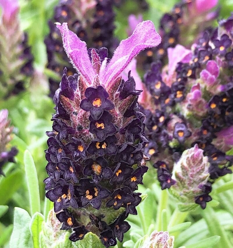 Rosmaninho (Lavandula stoechas): Como Cuidar da Aromática Planta Mediterrânea para Jardins Perfume