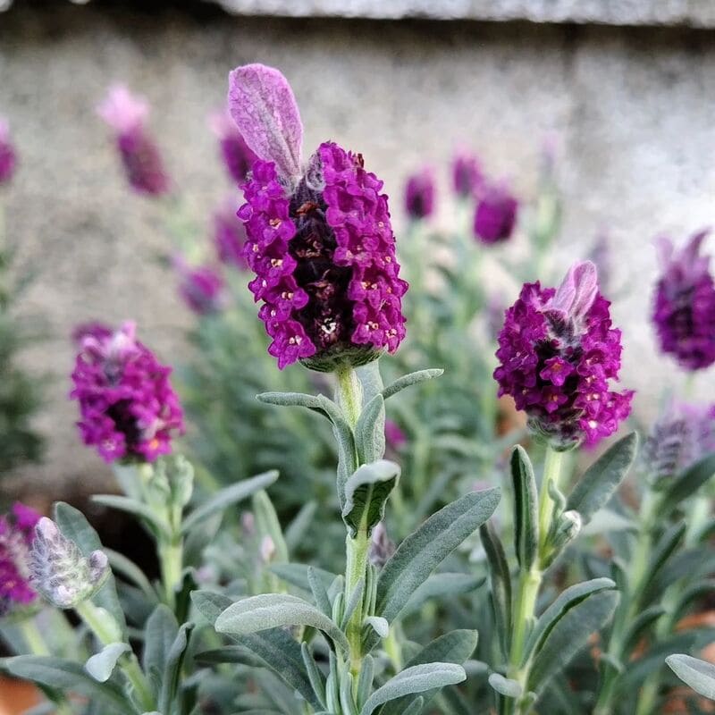 Rosmaninho (Lavandula stoechas): Como Cuidar da Aromática Planta Mediterrânea para Jardins Perfume