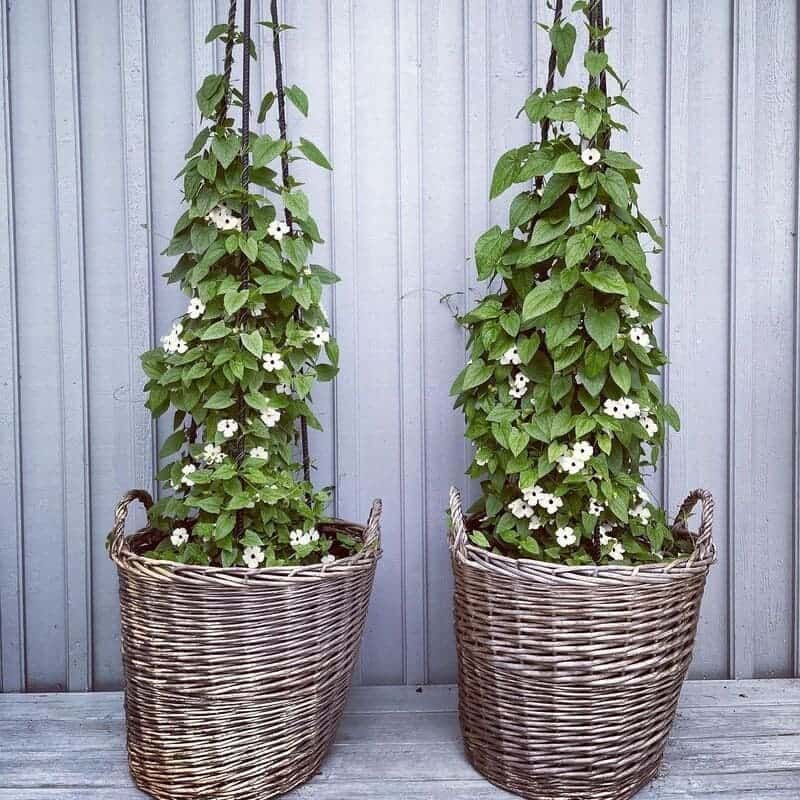 Suzana dos Olhos Negros (Thunbergia alata): Guia Completo de Cultivo